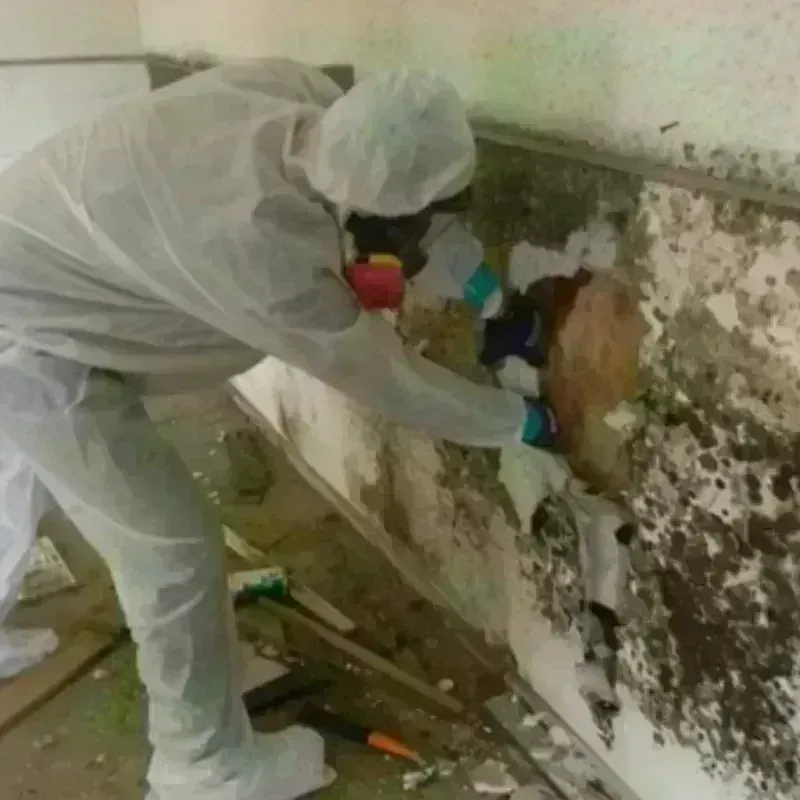 Mold Remediation and Removal in Goodyear, AZ